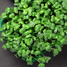 Cabbage Microgreen Seeds - Organic Seeds - Non Gmo - Heirloom Seeds