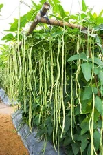 100 LADY COWPEA Southern Cow Pea Vigna Unguiculata Legume Lady Finger Bean Seeds