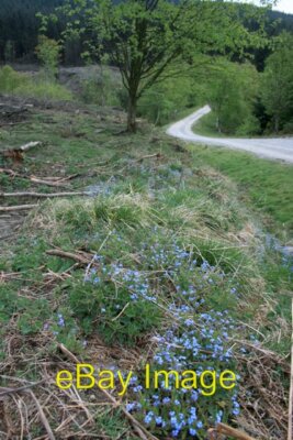 Foto 6x4 blaue Blumen von Waldspur Urra jüngste Fällungen wurden gefördert c2007