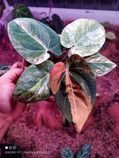 Anthurium Black Venom x Anthurium Dressleri Variegated Real Plant $1050