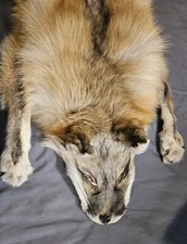Jumbo Sized Mountable Golden Island Fox Pelt