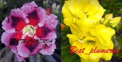 New! ADENIUM ''Mixed'' 2 GRAFTED PLANTS RARE!!