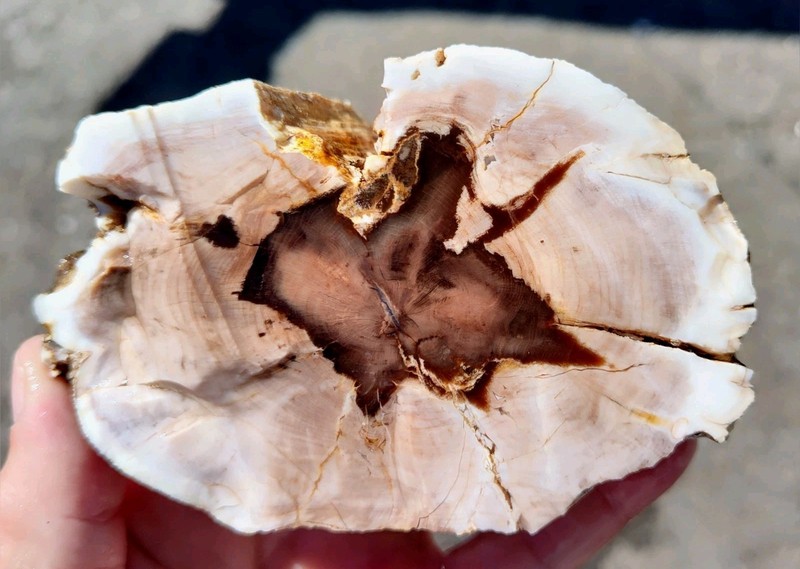 rawk11: 0.9LB Petrified OPAL Wood Rough-Cool Star Pattern-Saddle Mountain WA!