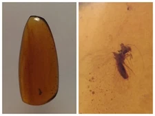100 MILL. YEARS OLD BURMITE AMBER WITH FLY (ABR10/29)