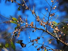 1,000 + Chinese Elm Tree Seeds (Ulmus parvifolia)