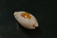 Cypraea Saulae 23.4 mm F+++/GEM  BIGGER SIZE beautiful  pattern WOW !!!
