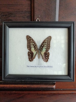 Framed Real Comma Jay Butterfly Specimen Display Graphium doson (Felder)