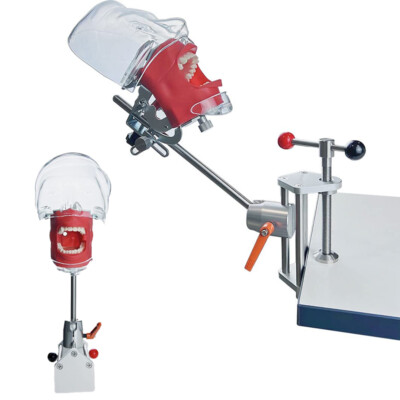 Simple Head Model Dental Simulator Phantom Head for Dentist Education Teaching