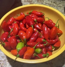 25 Trinidad Pimento Pepper Seeds, No Heat Great Flavor, Florida Grown, 12/25 