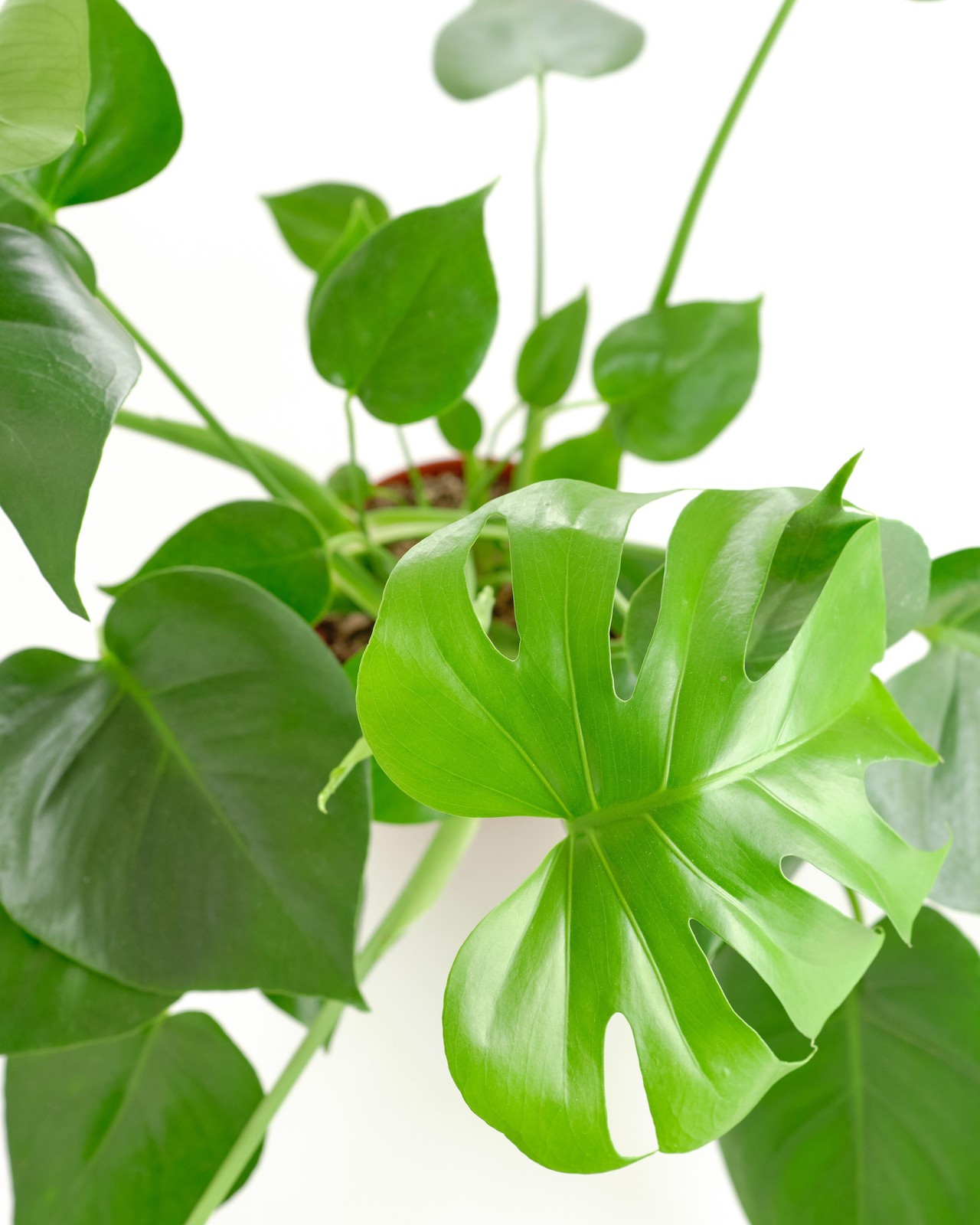 Shop Succulents Monstera Deliciosa 6" Live Upright Indoor Plant in Nursery Pot