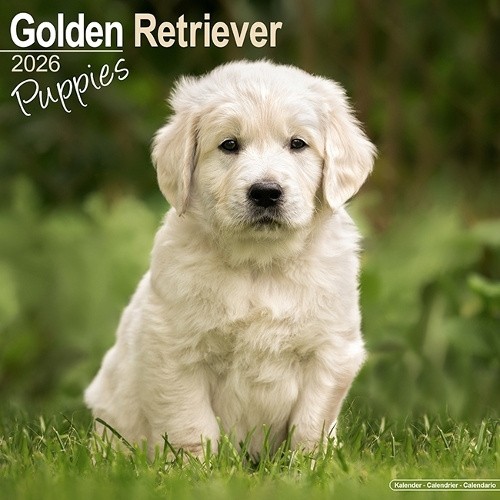 Golden Retriever Puppies Calendar 2026 Square Dog Puppy Breed Wall Calendar -
