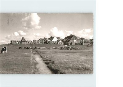 Hallig Hooge Partial View Cattle Pasture