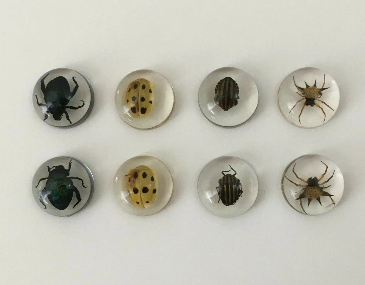 Spider beetle deals