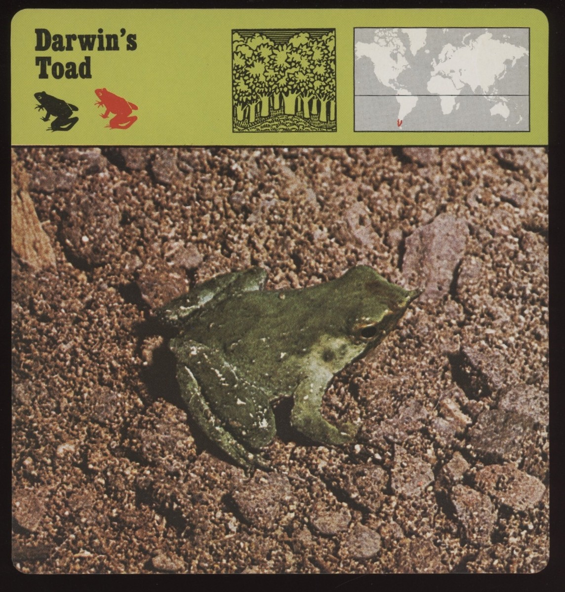Darwin's Toad Safari Cards Rencontre Amphibians