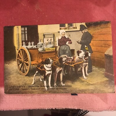 BELGISCHER FLÄMISCHER HUND ANGETRIEBENER MILCHWAGEN GEDRUCKTE POSTKARTE - PU 1954