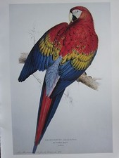 VINTAGE BIRD PRINT ~ RED & YELLOW MACAW ~ EDWARD LEAR