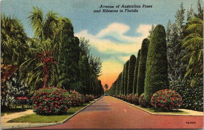 Avenue Of Australian Pines & Hibiscus Flowers Blooming Florida Linen Postcard