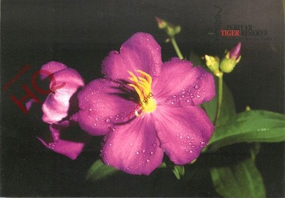 Ansichtskarte; Osbeckia Octandra, Blume, Periyar Tiger Reserve