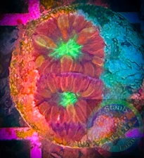 SAF~Ultra Blastomussa Merletti Live Coral “WYSIWYG” SPS, LPS, Colony,Blasto