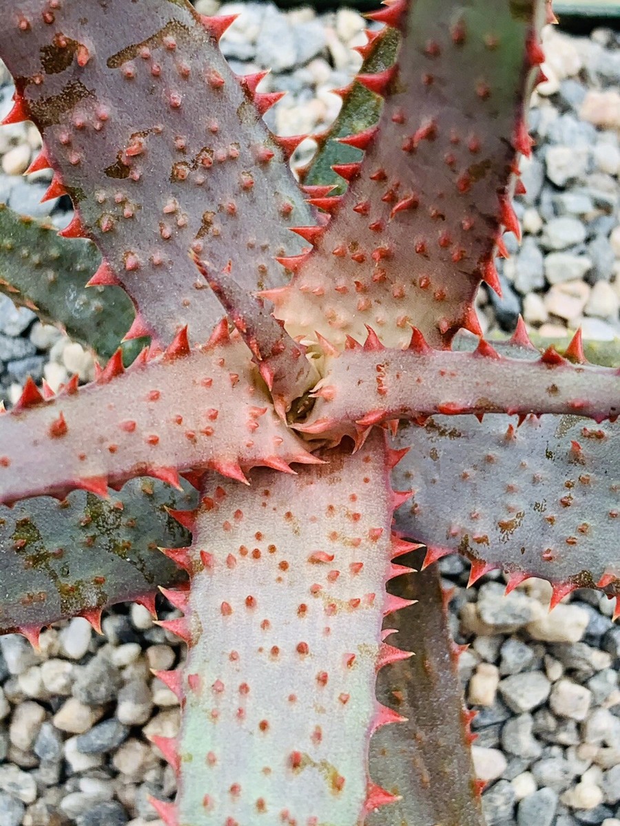 Aloe hybrid 'Purple Wave' (Aloe Castilloniae X 'Purple Haze') Rare