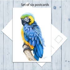 Set of Six Postards, Blue and Gold Macaw, Print from my Own Original Painting