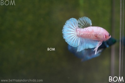 LIVE BETTA HMPK UNIQUE MALE BLUE TOPAZ | BOM817