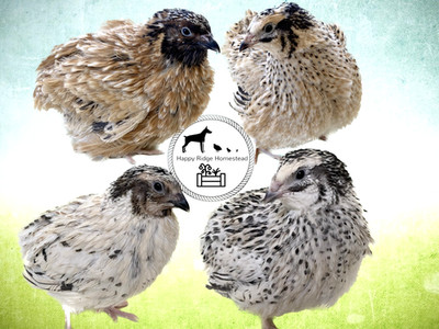 20 Jumbo Pearl Fee & Fawn Coturnix Quail Hatching Eggs-Ships UPS 2nd Day Air