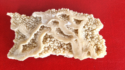Sammlung Mineralien, Kalkstein oolithisch, Mineral, Kalkgestein, schön und selten