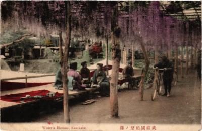 PC CPA KASUKABE Wisteria Blossom JAPAN (a8596)