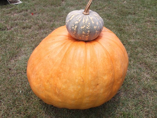 pumpkin atlantic giant-pumpkin seeds-potential show winner- 16