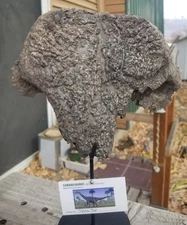 Nice Camarasaurus Spine Top Section Fossil Dinosaur Jurassic Morrison CO Display