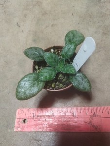PRIMULINA 'JV MELLOW YELLOW'-African Violet Kin