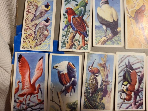 1961 Brooke Bond Tea Cards Tropical Birds Card eighteen of them - Picture 3 of 5