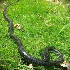 47 Inch Black Rubber Snake Toy Scary Decoration For Halloween And Pranks