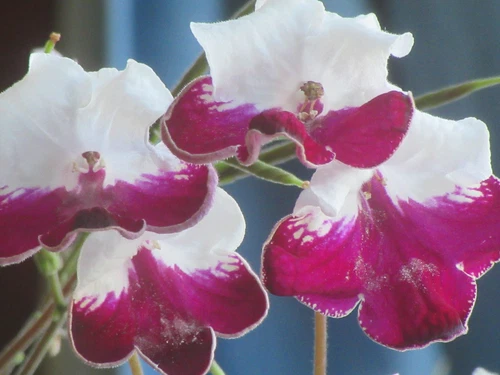 Streptocarpus Hybrid Seeds - Thumbnail 3