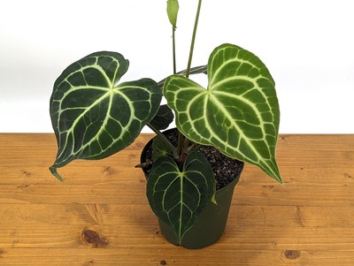 XL Anthurium Clarinervium 8-12'' tall in 6 Inch Nursery Pot