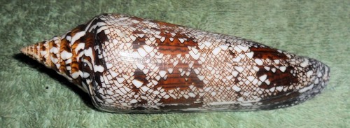 RA RFM 86320 Dark Conus bengalensis Okutani 1968 112.6mm Trawled  at 80-100 mete