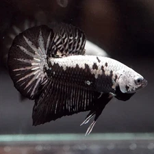 Black Samurai Betta Fish  Tropical Freshwater Beauty
