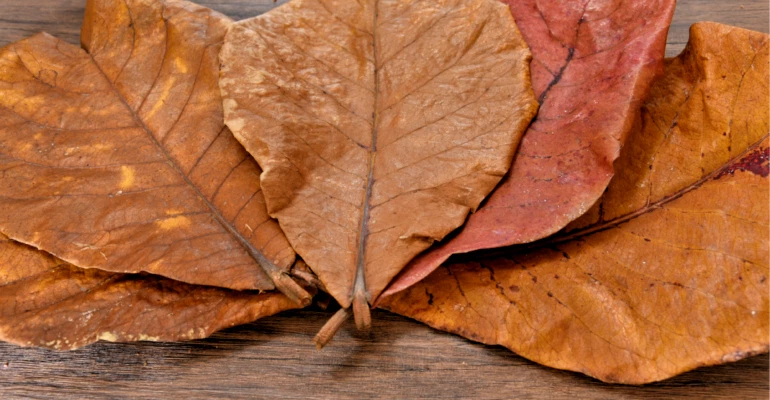 30 pieces Daun ketapang indian almond leaf cattapa leaf aquarium - Image 3 of 4