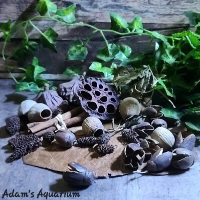 Small Botanical Enrichment Box Blackwater Aquarium Fish Shrimp Aquascaping