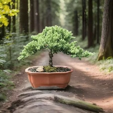 Japanese Dwarf Juniper Bonsai    GREAT GIFT ! Ceramic Unglazed Pot