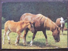 Postkarte Ansichtskarte aus Sammlung Tiere Sammlungsauflösung Pferd Planet