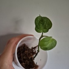 Philodendron Camposportoanum - Rooted Plant - Rare Plant 2.5 Inch