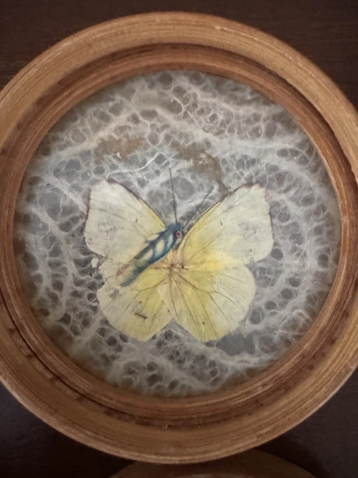 Posavasos de bambú hechos a mano con mariposas reales y polillas debajo del vidrio.  Foto 2 de 4