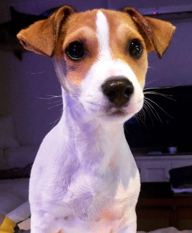 Jack Russell Pup Update Pup Is Sold Pending Sale Tomorrow Dogs Puppies Gumtree Australia Mornington Peninsula Hastings 1257024675