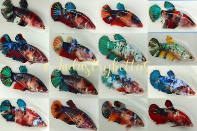 circle hooks bass fishing Reaction Tackle Premium Hooks-25 Pack Model:TATUBF70XHL The 8/0 circle hook Cardinal 4X 84 1. Twist Jewelry
