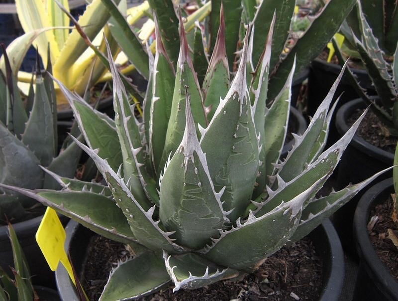 AGAVE (Agave purpusorum) 10 seeds | eBay Australia