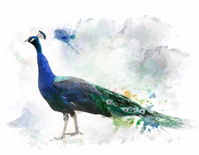 Metal Magnet Male Peacock Bird Birds Watercolor Art Painting Magnet | Ebay