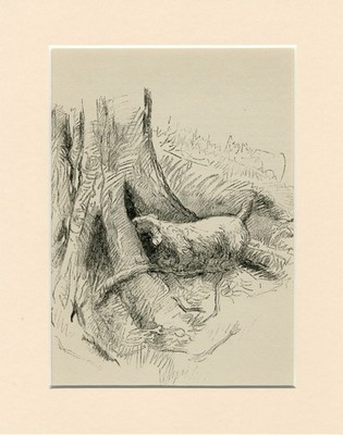 SEALYHAM TERRIER VINTAGE 1939 RARE DOG ART PRINT by ARTIST K F BARKER