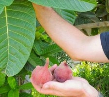 Ficus habrophylla - Red Fig, Gof Fig, New Caledonia Fig - 100 Sementes